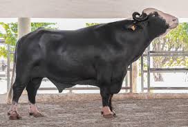 Premium Neli Ravi Katta